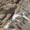 Schneeleopardin mit 2 Jungen, Kibber, Spiti Valley